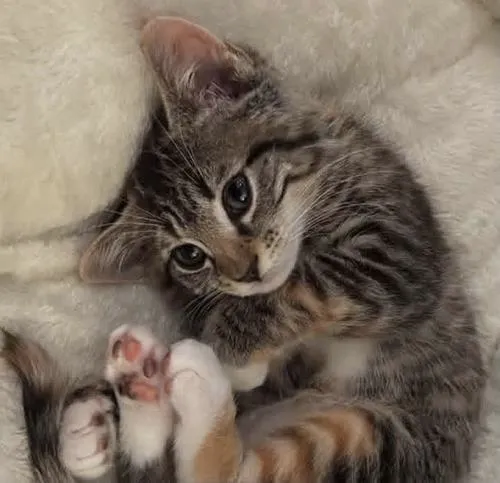 Ảnh đại diện mèo tai cụp nổi bật cảm xúc chính nhí nhảnh