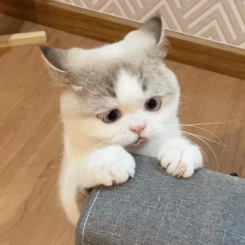 Ảnh avatar mèo con khoe ngơ ngác và mập mạp tự nhiên