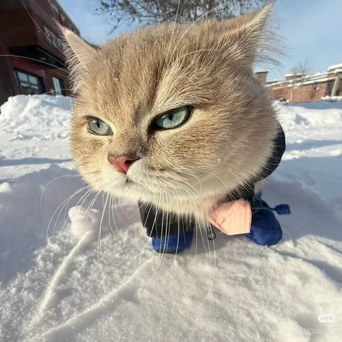 Ảnh profile mèo Munchkin nổi bật bàn chân nhỏ xinh xắn