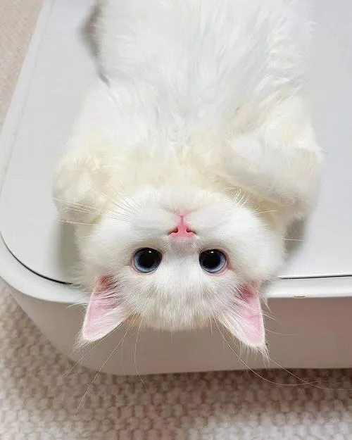 Vibe minh họa hình vẽ minh họa mèo mang nét xinh xắn