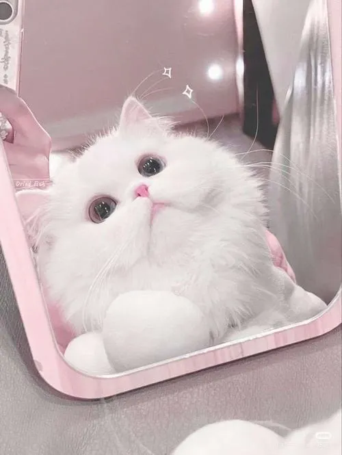 Ảnh avatar mèo tam thể cùng đường nét khuôn mặt tròn trịa