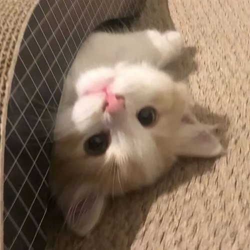 Avatar mèo cute mang vibe nhẹ nhàng nhìn không bao giờ chán