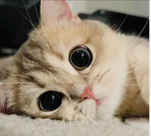 Avatar dễ thương mèo tam thể dùng làm nhãn dán đáng yêu