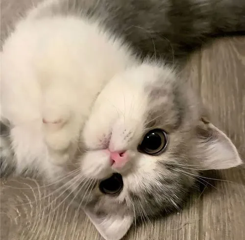 Chi tiết hình ảnh lông phủ toàn thân tạo nét mềm mại