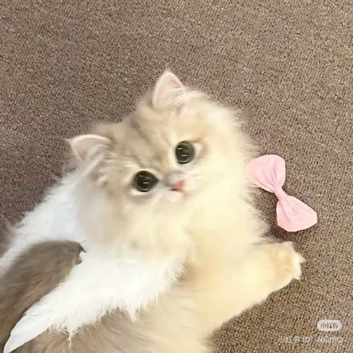 Avatar dễ thương mèo tam thể với mũi hồng và lông bông xù