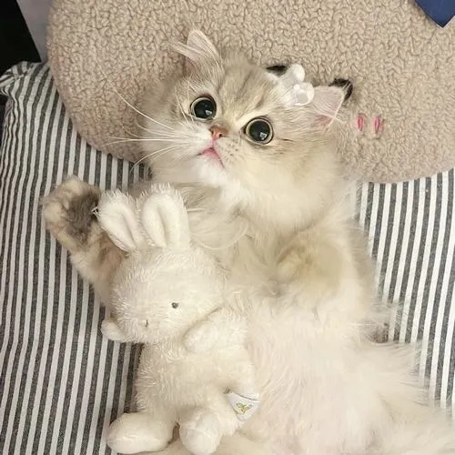 Hình đại diện cute mèo Anh lông ngắn có bộ lông mềm