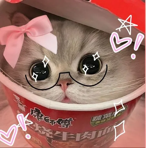 Ảnh đại diện cá nhân mèo Anh lông ngắn có biểu cảm quyết định độ dễ thương