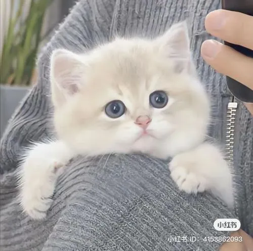 Phong cách ảnh ánh sáng ảnh kết hợp phông nền thân thiện