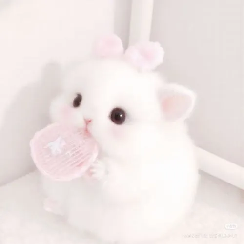 Ảnh đại diện mèo tam thể khoe bàn chân dưới thân nhỏ