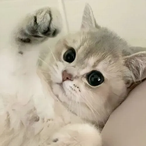 Ảnh profile mèo cute giúp tài khoản trông thân thiện hơn rõ rệt