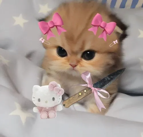 Hình profile mèo con nổi bật má nằm cạnh mũi hồng hào