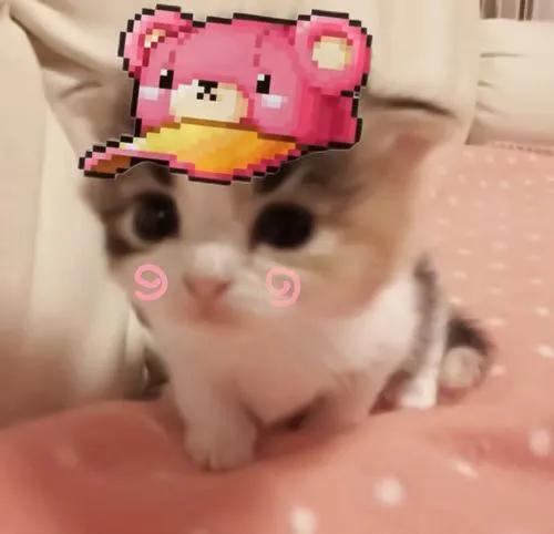 Hình profile cute mèo Ba Tư khoe bộ lông tạo cảm giác mềm mại