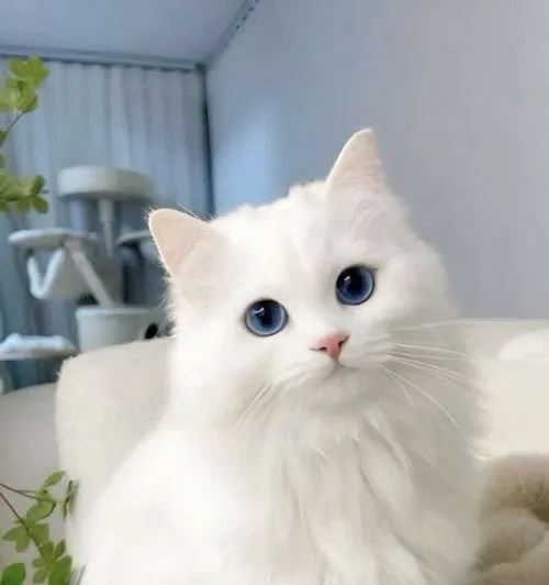 Tổng hợp 90+ Ảnh Avatar Mèo Cute phong cách ngây ngô đáng yêu và cực kỳ thân thiện