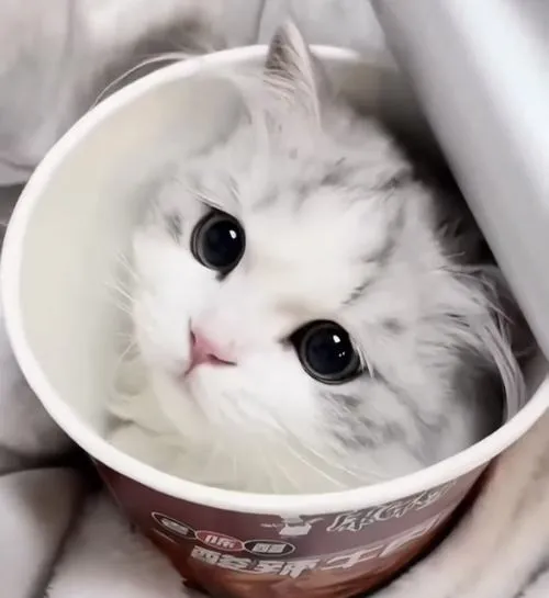 Bố cục hình ảnh râu mọc hai bên mũi rất hài hòa