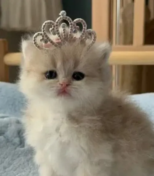 Hình ảnh nghệ thuật dịu mắt nhờ ánh sáng ảnh mềm