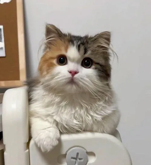 Phong cách hình ảnh sổ tay hình thú tạo cảm giác thân thiện