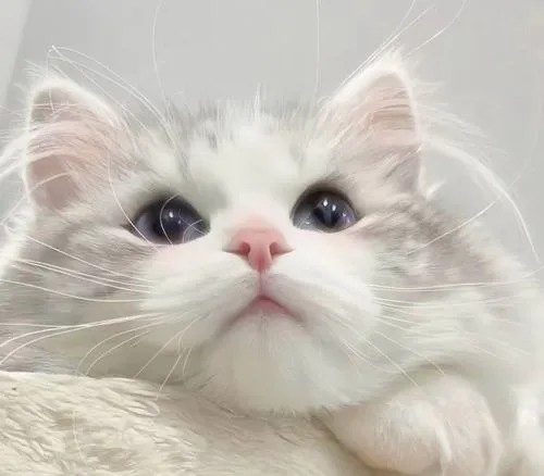 Ảnh profile mèo tai cụp với má hồng tự nhiên nổi bật