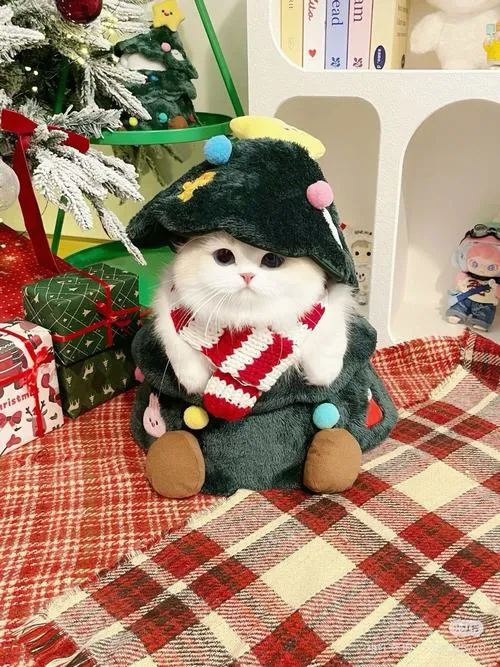Ảnh đại diện mèo giáng sinh cho ai thích sự dễ thương nhưng không quá sến