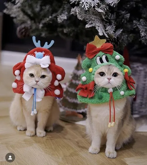 Avatar mèo giáng sinh đội mũ đỏ nhìn là muốn giữ làm ảnh đại diện luôn