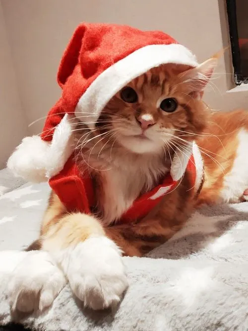 Ảnh profile mèo giáng sinh hợp đổi dịp cuối năm cho người yêu thú cưng