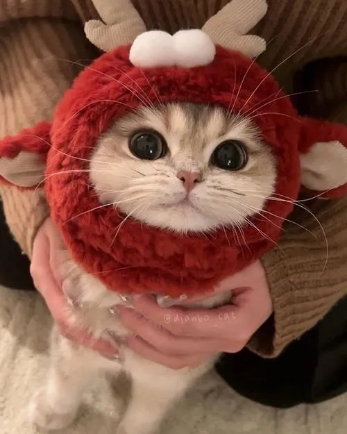 Ảnh profile mèo cưng đeo chuông cổ dưới ánh đèn vàng