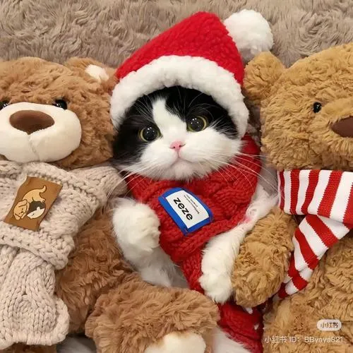 Cảm giác chữa lành lan tỏa trong không khí mùa đông