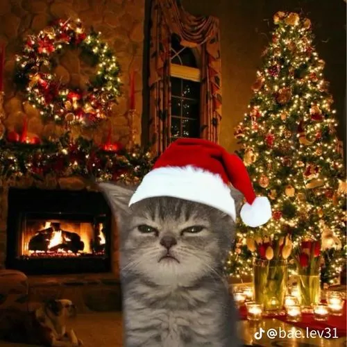 Avatar mèo giáng sinh phong cách Noel nhẹ nhàng nhìn là thấy không khí lễ