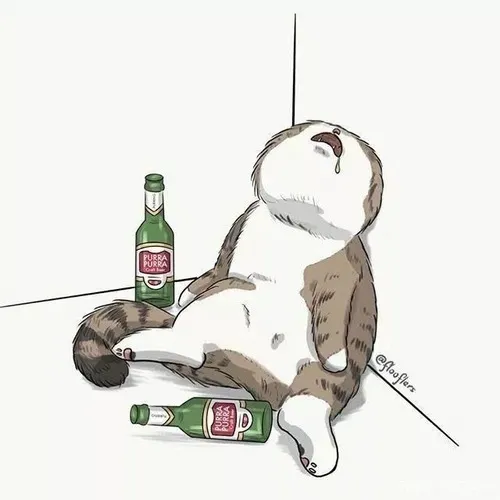 Ảnh avatar mèo hài hước gắn với meme mèo thịnh hành