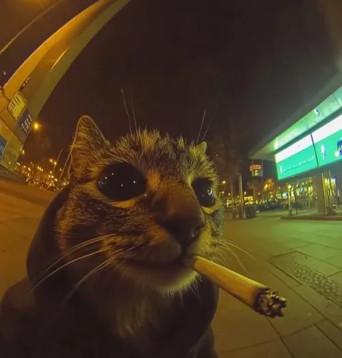 Avatar mèo nhây bựa giúp trang cá nhân bớt nghiêm túc hơn mỗi ngày