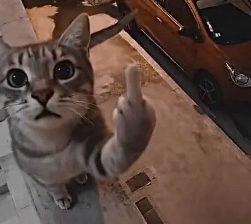 Ảnh profile mèo nhây nhìn tưởng đùa mà lại rất cuốn