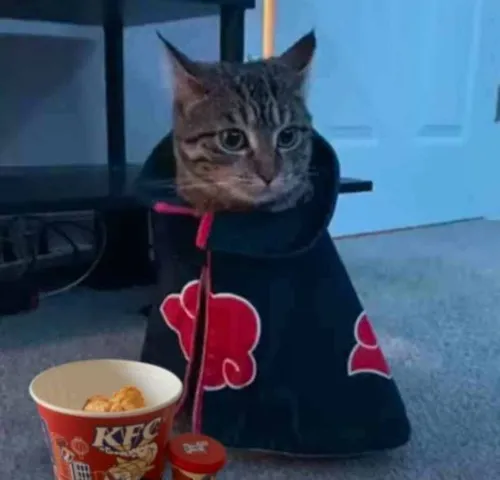 Ảnh avatar mèo hài hước khoe mắt trợn cực kỳ lầy