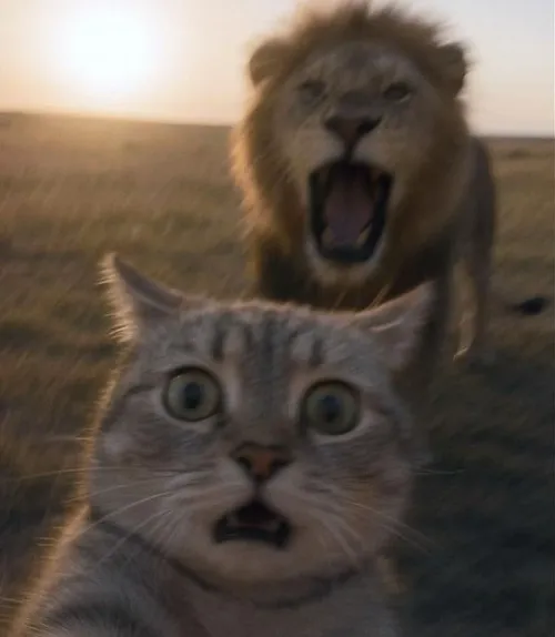 Hình avatar mèo hài hước dùng màu sắc tươi gắt rất nổi