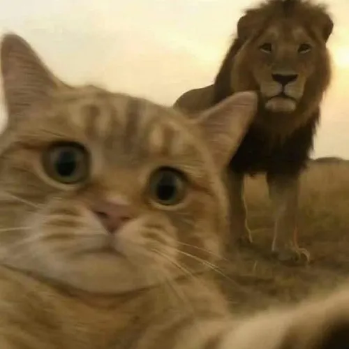 Avatar mèo vui nhộn phù hợp cho người thích tạo không khí thoải mái