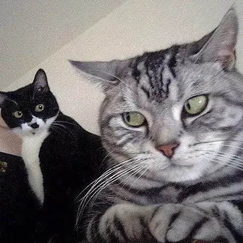 Phản ứng khó đỡ làm nổi bật tính lan truyền mạnh tự nhiên