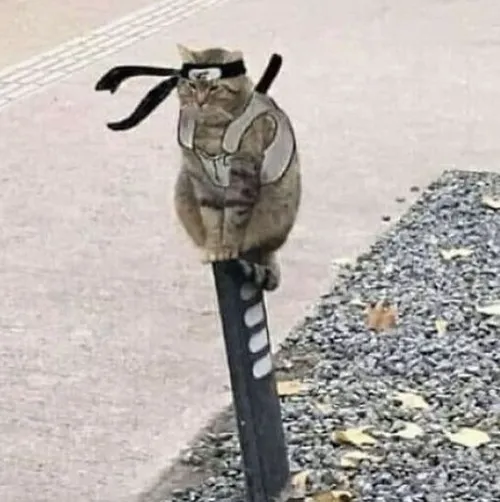 Khoảnh khắc nhỏ mang giá trị giải trí cao