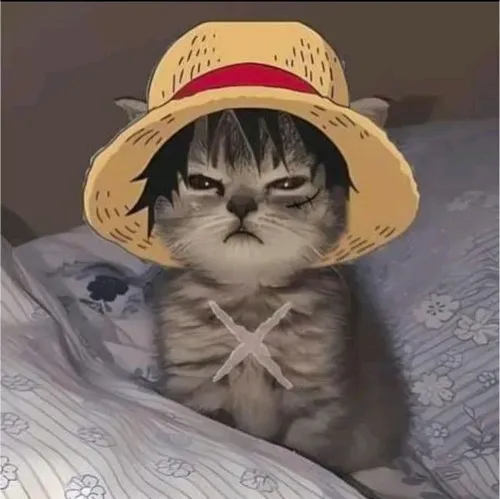 Ảnh avatar mèo hài hước đặt trong phông nền đời thường gần gũi