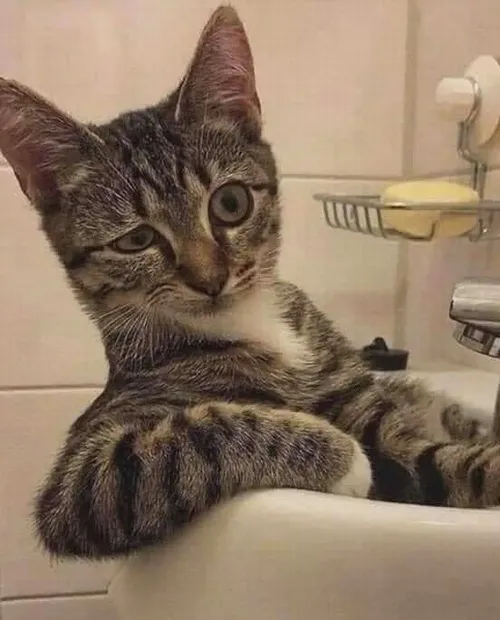 Ảnh avatar mèo hài hước khiến người xem nhìn là muốn lưu