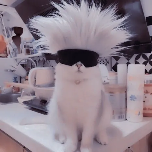 Ảnh profile mèo mắc cười khiến người xem không nhịn được cười