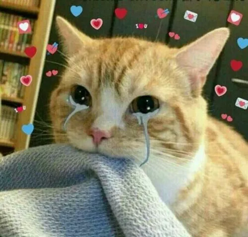 Mèo lặng lẽ chạm cảm xúc bằng biểu cảm gương mặt