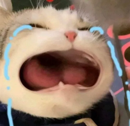 Ảnh profile mèo não nề cùng màu lông nhạt và ánh sáng dịu