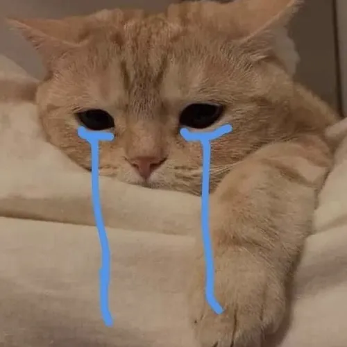 Ảnh profile cute mèo tủi thân tạo cảm giác muốn che chở