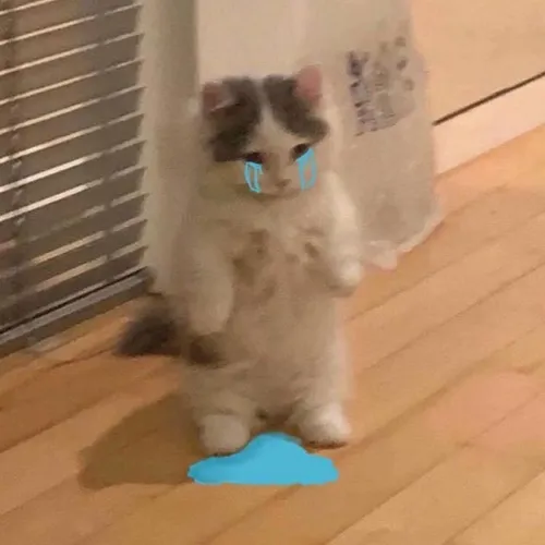 Hình profile mèo buồn bã với giọt lệ nhỏ và ánh mắt buồn