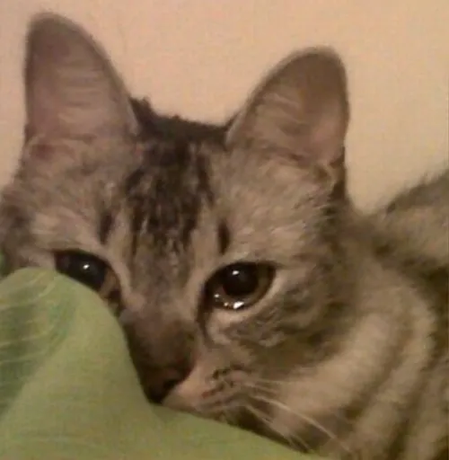 Mèo giận nhưng trầm lắng giữa phông nền đơn sắc