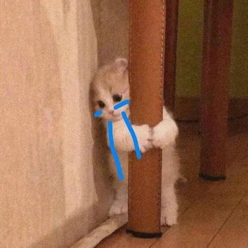 Ảnh đại diện mèo khóc hợp lúc lòng nhiều chuyện