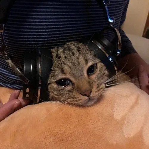 Ảnh profile mèo khóc nhẹ nhưng chạm rất sâu