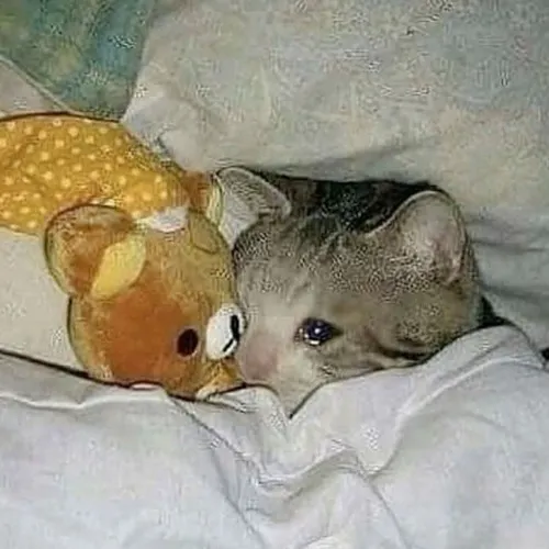 Ảnh avt mèo buồn bã với ánh mắt ướt và giọt nước mắt rưng lệ