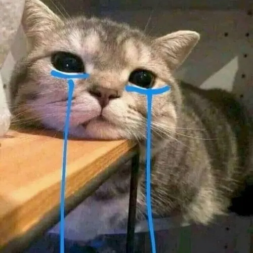 Ảnh trang cá nhân mèo mếu máo phù hợp tâm trạng im lặng