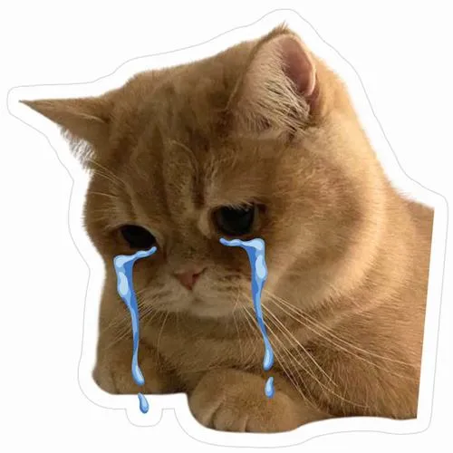 Hình đại diện cute mèo mếu máo với đôi mắt long lanh đầy mong manh