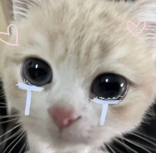 Ảnh đại diện mèo tủi thân trong phông nền đơn sắc tạo cảm giác cô đơn