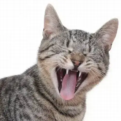 Phong cách hình ảnh mèo ngáo đúng chất hài tự nhiên